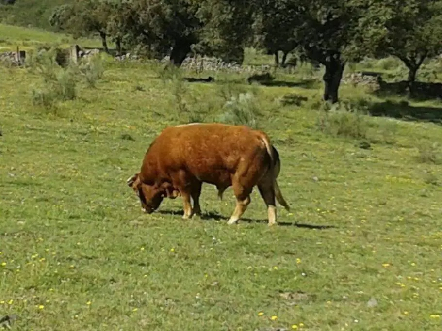 Holiday home Finca Los Llanos Atalaya  Spain