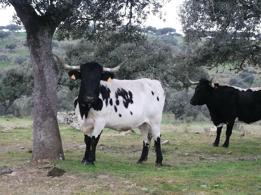 Holiday home Finca Los Llanos Atalaya  Spain